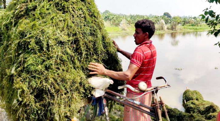 পেকুয়া বিলের ‘ঝাই’ বিক্রি করে শতাধিক পরিবারের জীবিকা