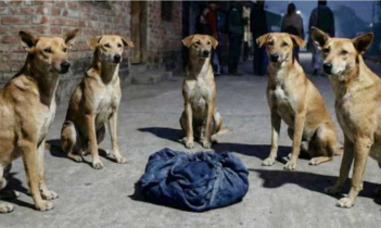 রাস্তায় পড়ে থাকা নবজাতককে সারারাত পাহারা দিল কুকুরের দল