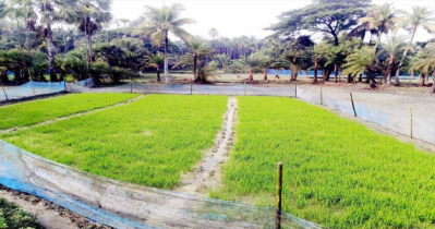 আমন ধান ঘরে তুলতেই চলছে বোরো আবাদ