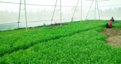 শেরপুরে পলিনেট হাউসে সারা বছর সবজি চাষ