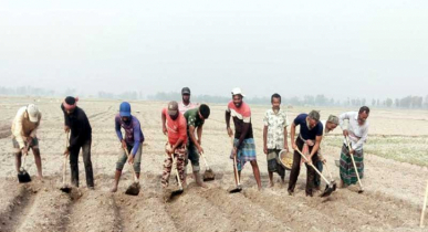 লোকসান তুলতে আলু চাষে ব্যস্ত পাঁচবিবির কৃষকরা