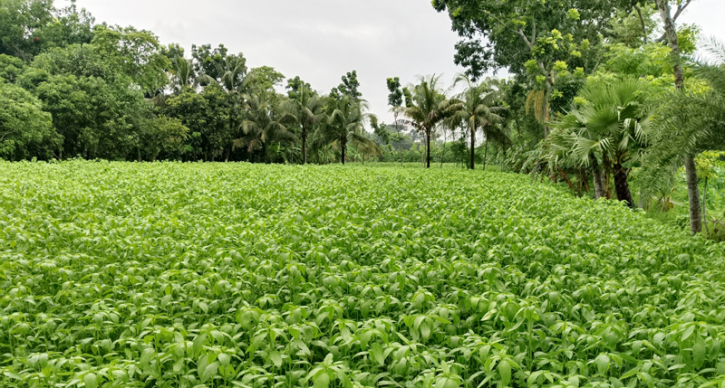 পাটচাষে সোনালী স্বপ্ন দেখছে কৃষক 