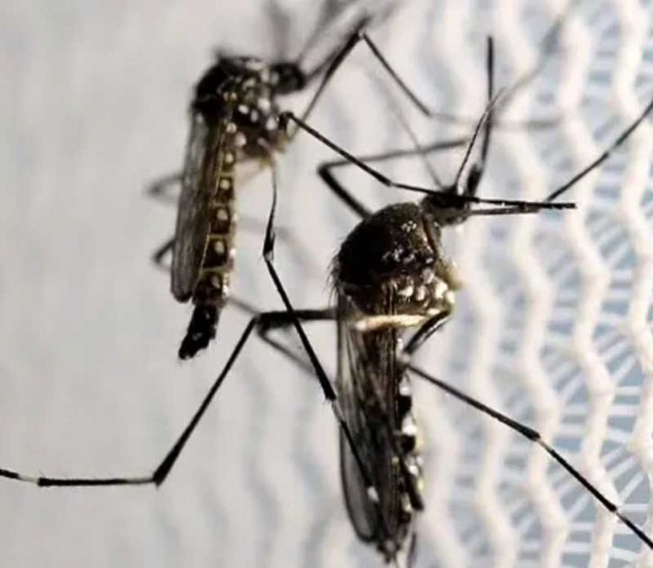 ডেঙ্গুতে আরও দুজনের মৃত্যু, আক্রান্ত ৩৯২