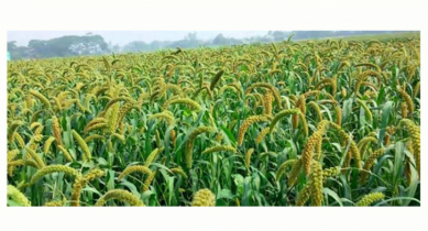  ঘোড়াঘাটসহ উত্তরাঞ্চলে হারিয়ে যাচ্ছে কাউন বা ফক্সটেল মিলেট চাষ