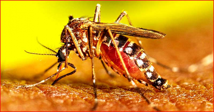 ডেঙ্গুতে আরও ৩ জনের মৃত্যু