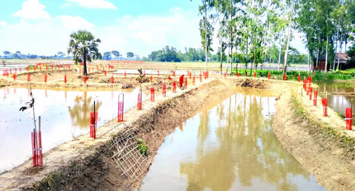 পাঁচবিবিতে খাল খননের অব্যয়িত টাকা রাষ্ট্রীয় কোষাগারে  
