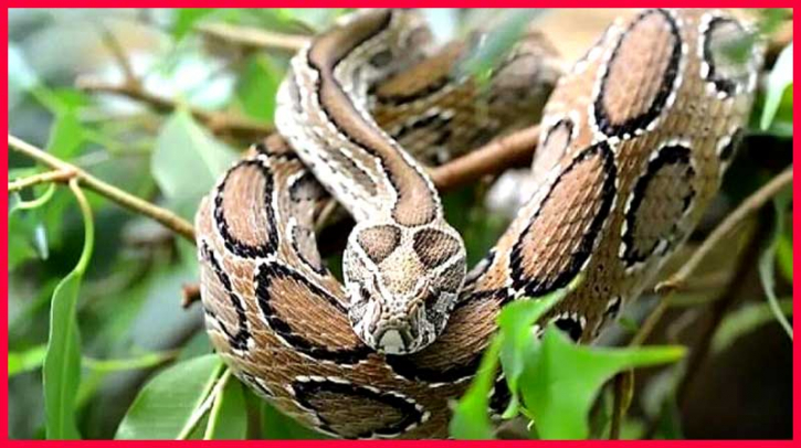 সিলেট জুড়ে বিষধর সাপ গুলো জঙ্গল ছেড়ে লোকালয়ে আশ্রয় খুঁজছে