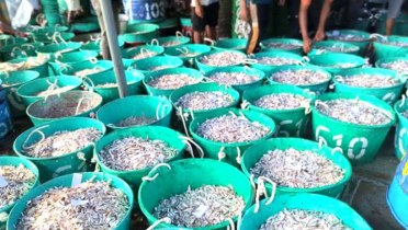 নিষেধাজ্ঞা শেষে, বড় মাছের অপেক্ষায় জেলে-ব্যবসায়ীরা