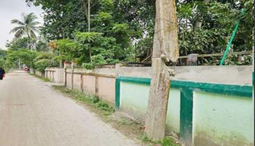 ভাঙা খুটি গাছে বেঁধে চলছে ঝুঁকিপূর্ণ বিদ্যুৎ সরবরাহ