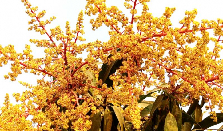 আম গাছে হলুদের সমারোহ,বাতাসে ছড়াচ্ছে মৌ মৌ ঘ্রাণ