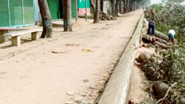 বিএনপি নেতার গাড়ি চলাচল সুবিধায় কেটে ফেলা হলো ২০টি গাছ