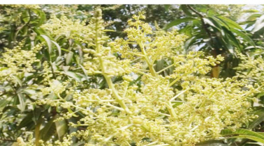 ফাগুনে বাতাসে আম্র মুকুলের মৌ মৌ গন্ধ 