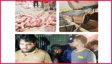টাঙ্গাইলে ঘোড়া জবাই করে গরুর মাংস হিসেবে বিক্রির অভিযোগে আটক ৪