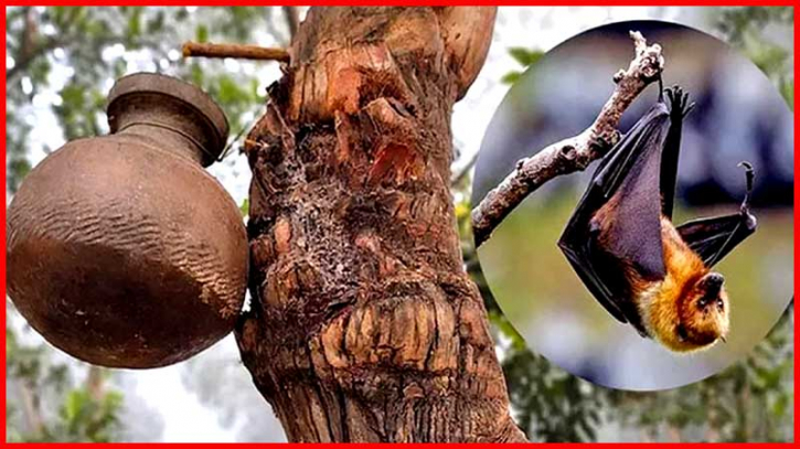 নিপাহ ভাইরাসের গুরুত্বপূর্ণ তথ্য দিলেন বিশেষজ্ঞরা