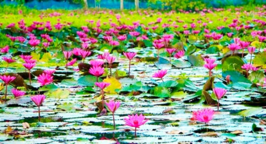 জৈন্তাপুর ডিবি হাওরের লাল শাপলা পর্যটনের সৌন্দর্য হারাতে বসেছে  