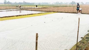 পাঁচবিবিতে শৈত্য প্রবাহ আর কুয়াশায় বিবর্ণ বোরো বীজতলা