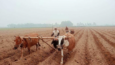 হারিয়ে যাচ্ছে ঐতিহ্যবাহী গরু দিয়ে লাঙ্গল চাষ  