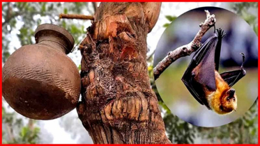 নিপাহ ভাইরাসের গুরুত্বপূর্ণ তথ্য দিলেন বিশেষজ্ঞরা