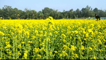 নকলায় ৬ হাজার হেক্টর জমিতে সরিষার আবাদ