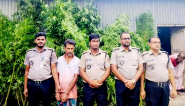ভূঞাপুরে বাড়ির আঙ্গিনা থেকে ১১ টি গাঁজা গাছ’সহ গ্রেপ্তার ১ 
