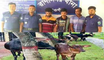 রাণীনগরে চোরাই গরুসহ তিন গরু চোর গ্রেফতার 