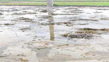 আমনের বীজতলা কাঁদায় মিশিয়ে দেওয়ায় থানায় অভিযোগ! 