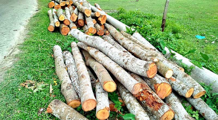 নড়াইলে সরকারি জমি থেকে অবৈধ ভাবে ৩৪টি মেহগনি গাছ কর্তন