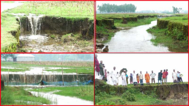 উজানের ঢলে বিলীন ফসলি জমি, দিশেহারা কৃষক