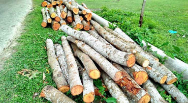 নড়াইলে সরকারি জমি থেকে অবৈধ ভাবে ৩৪টি মেহগনি গাছ কর্তন